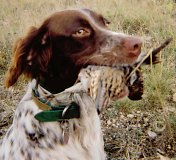 Llewellin Setters, foot hunting birddogs for bird hunter of quail and pheasant.  Llewellin puppies and started dogs available.